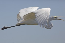 Western Great Egret in Chobe  by Lip Kee