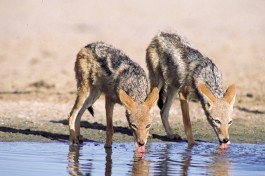 Jackals in Kruger  by SA Tourism