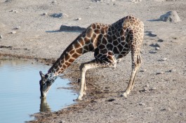 Giraffe in Etosha National Park  by Joachim Huber