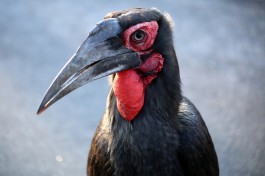 Birdlife in Kruger  by Flowcomm