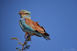 European Roller  by Sumarie Slabber