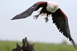 Fish Eagle  by Derek Keats