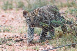 Stalking leopard cub  by Chris Eason