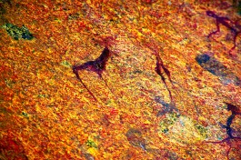 Rock Art, Namibia  by Heribert Bechen