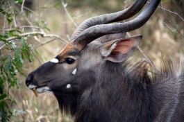 Antelope  by Flowcomm