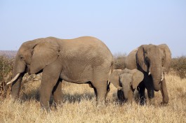 Elephant family in Kruger  by Flowcomm
