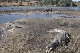 Chobe River wildlife  by Stefan Krasowski
