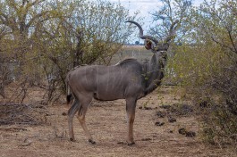 Kudu in Chobe  by Letizia Barbi