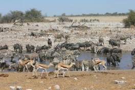 Etosha waterhole 