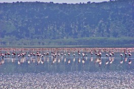Flamingos on Lake Nakuru  by Tambako The Jaguar