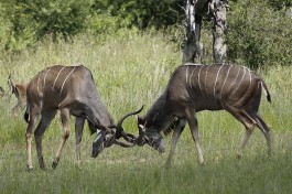 Kudu in Greater Kruger  by Derek Keats