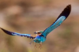 Birdlife in Kruger 