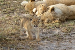 Mama and cubs  by Regina Hart