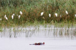 iSimangaliso Wetland Park  by Willem van Valkenburg