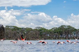 Flamingos on Lake Naivasha  by Nina R