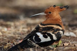 Hoopoe  by Alan Manson