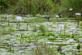 iSimangaliso Wetland Park  by Bernard DUPONT