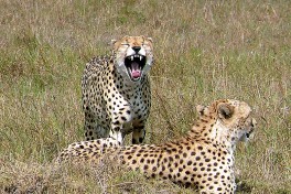 Cheetahs in the Mara  by Mara 1