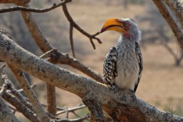 Hornbill in Kruger  by Harshil Shah