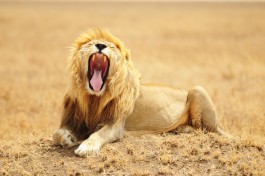 A tired king  by Gopal Vijayaraghavan