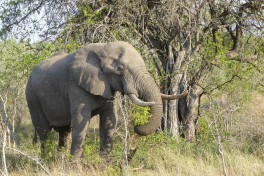 Elephant in Greater Kruger  by Regina Hart
