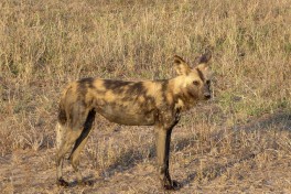 Wild Dog in Kruger Park  by Regina Hart