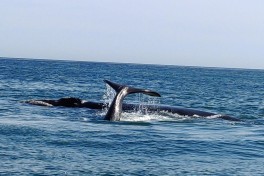 Whales, Hermanus  by Lydia Pintscher