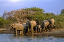 Elephant in Kruger  by Nathan Hughes Hamilton