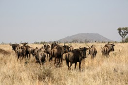 Buffalo in Kruger  by Flowcomm