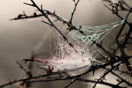 Spider's web  by Flowcomm