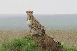 Cheetah in the Serengeti  by NH53