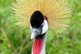 Bird in Ngorongoro  by David Berkowitz