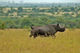 Black rhino in Ol Pejeta  by Jeffrey Evans