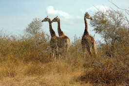 Giraffe in Kruger  by John Mason