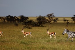 Kenyan Plains  by Achmin