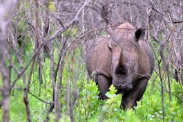 White Rhino, HluhluweÃ¢Â€Â“iMfolozi Park  by Michael Jansen