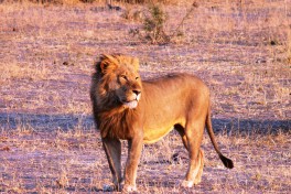 Lion at Sunset, Kruger  by Violator1