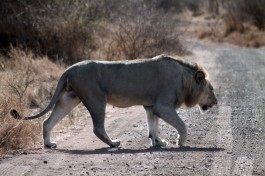 Lion in Kruger  by Flowcomm