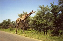 Giraffe in Kruger  by Chris Eason