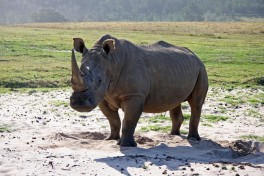 White Rhino in the private reserve  by Brian Snelson
