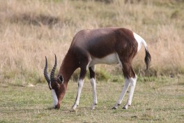 Bontebok in the private reserve  by Brian Snelson