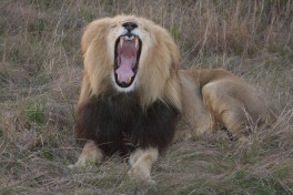 Lion at the private game reserve  by Brian Snelson