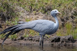 Blue Crane at the private game reserve  by Brian Snelson