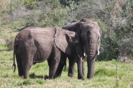 Elephant in the private reserve 