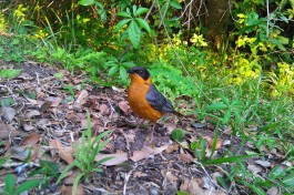 Birdlife in Natures Valley  by Tyrone Adams