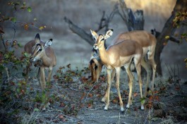 Buck in Kruger  by Flowcomm