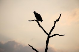 Vulture in Kruger  by Flowcomm