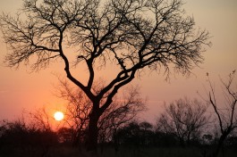 Sunset in Kruger  by Flowcomm
