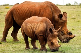 Rhino at the private game reserve  by brando