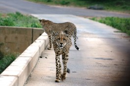 Cheetahs in Kruger  by Abspires40